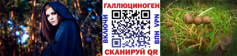 блэк спрут зеркало  Нытва  Псилоцибиновые грибы мицелий 